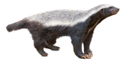 Badger