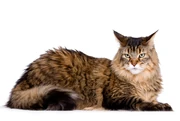 Mainecoonhed-1- Mainecoonhed-1-