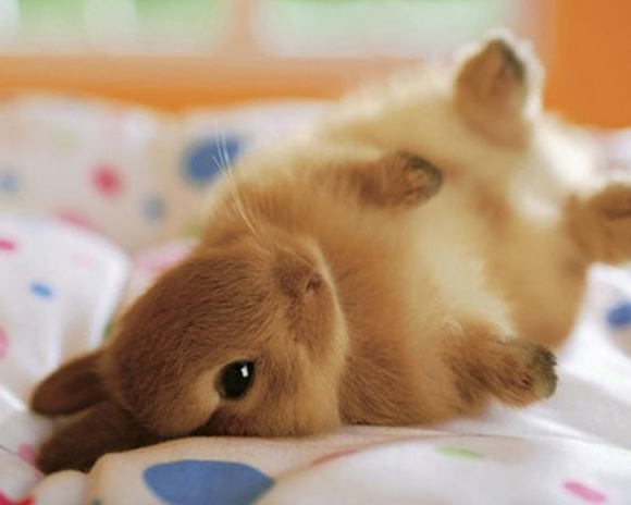 image bunny on side 1 jpg wii sports wiki fandom powered by wikia