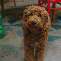 waffle the wonder dog toy