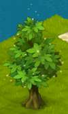 Shining Ash Tree