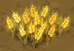 Wheat