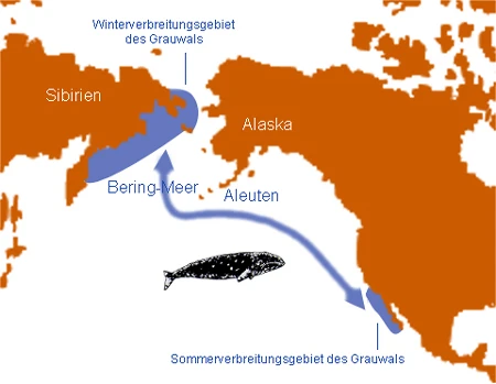 Bild - Walwanderung.jpg | Wal, Delfin und Hai Wiki | FANDOM powered by