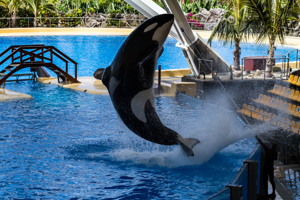 Bild Teneriffa 2011 loro parque orcas3.jpg Wal, Delfin und Hai Wiki FANDOM powered by Wikia Bild Teneriffa 2011 loro parque orcas3.jpg Wal, Delfin und Hai Wiki FANDOM powered by Wikia