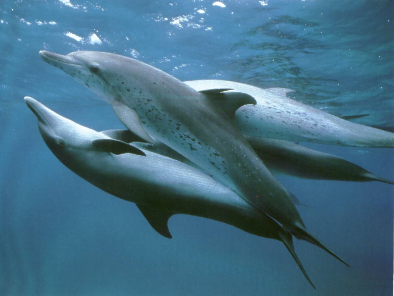 Bild - Delphine 10.jpg | Wal, Delfin und Hai Wiki | FANDOM powered by Wikia