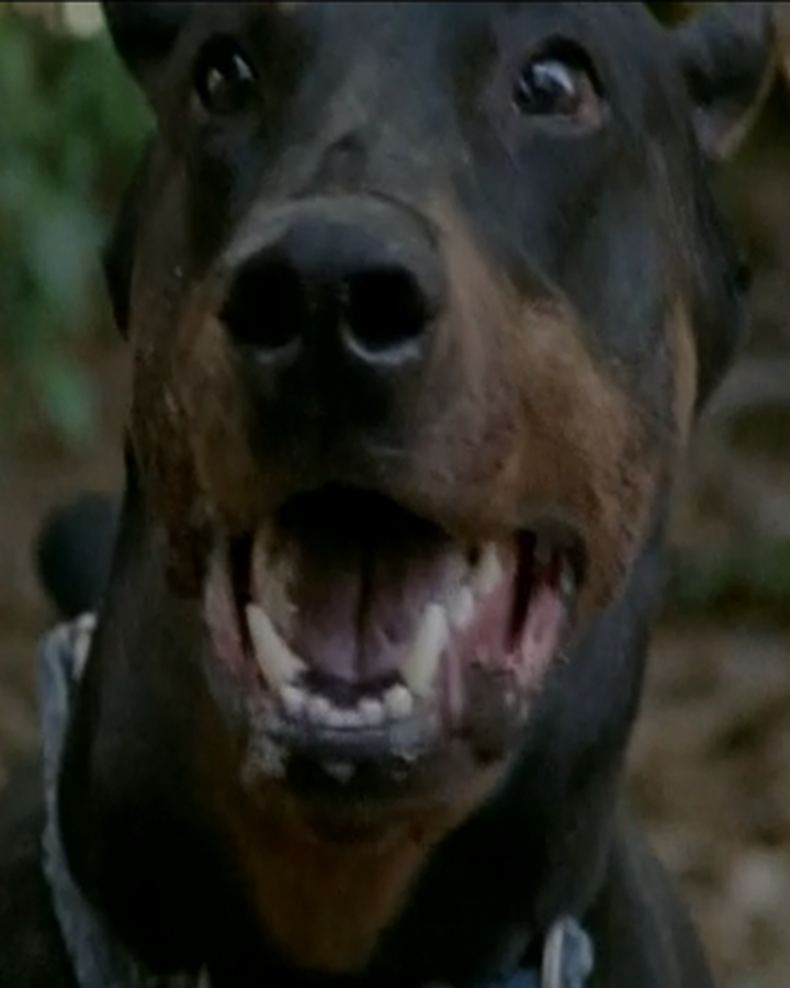Duke Animal Walking Dead Wiki Fandom