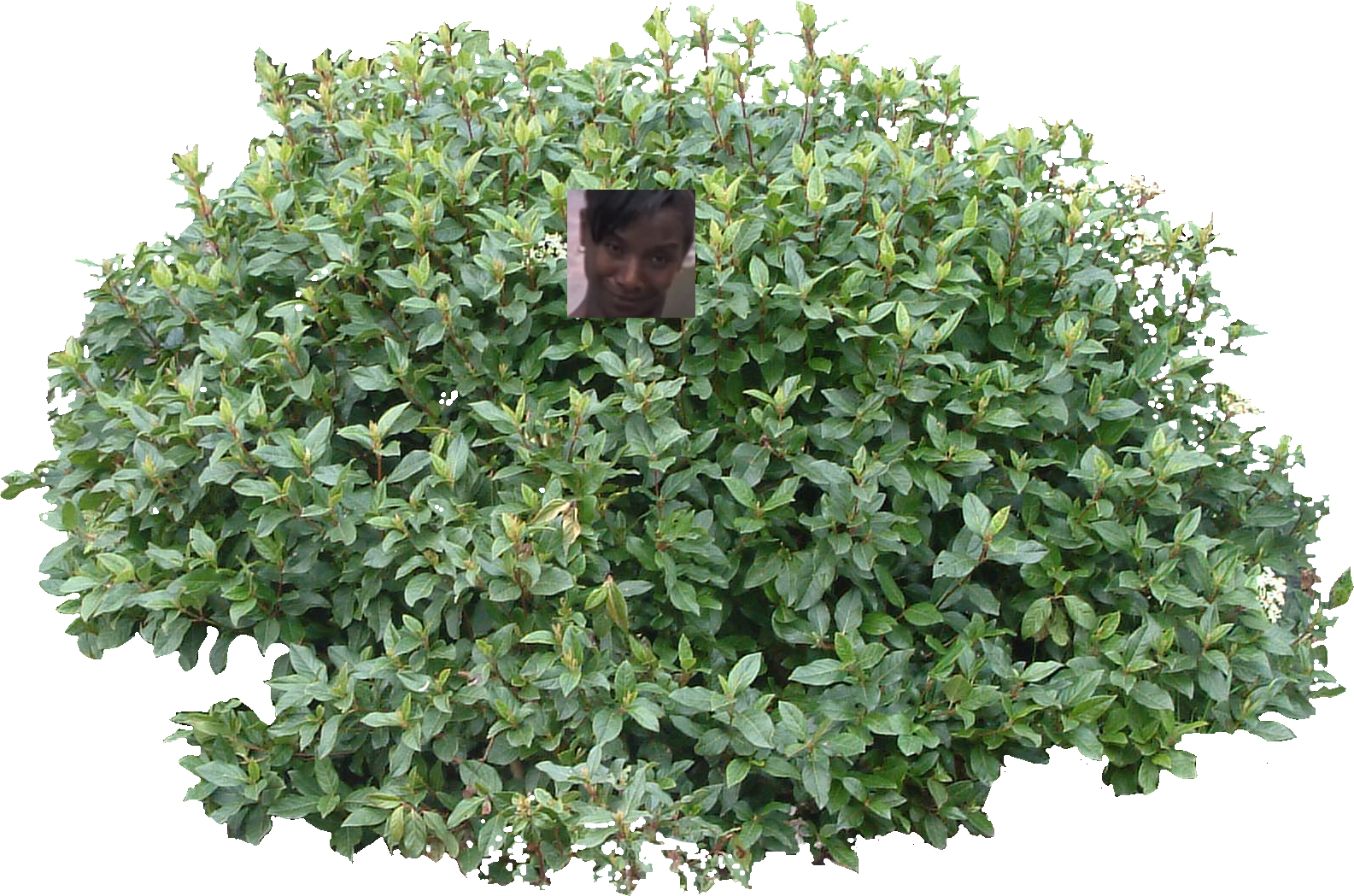 Image - Bloxx's bush.png | Walking Dead Wiki | FANDOM ... - 1585 x 1049 png 2333kB