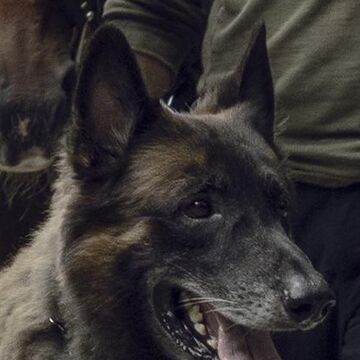 Dog Tv Series Walking Dead Wiki Fandom