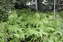 Ferns (Wikipedia Image)