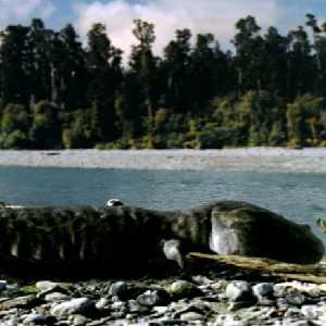Koolasuchus