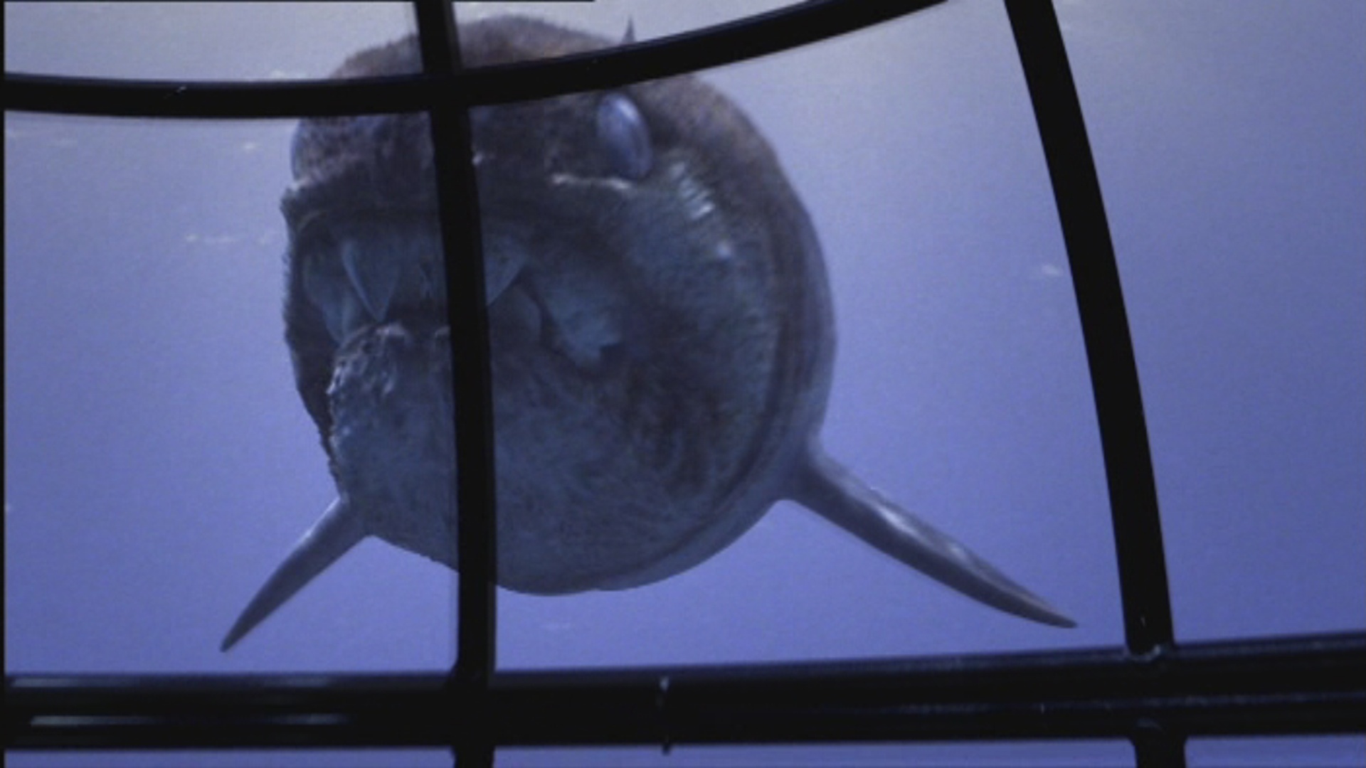 image sm1x2 dunkleosteus jpg walking with wikis fandom powered dunkleosteus size
