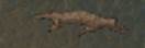Ambulocetus 2