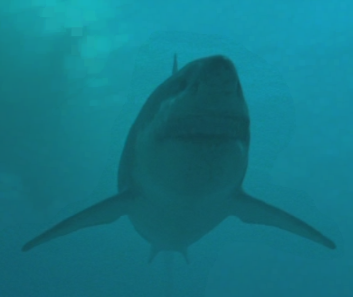 walking with dinosaurs megalodon