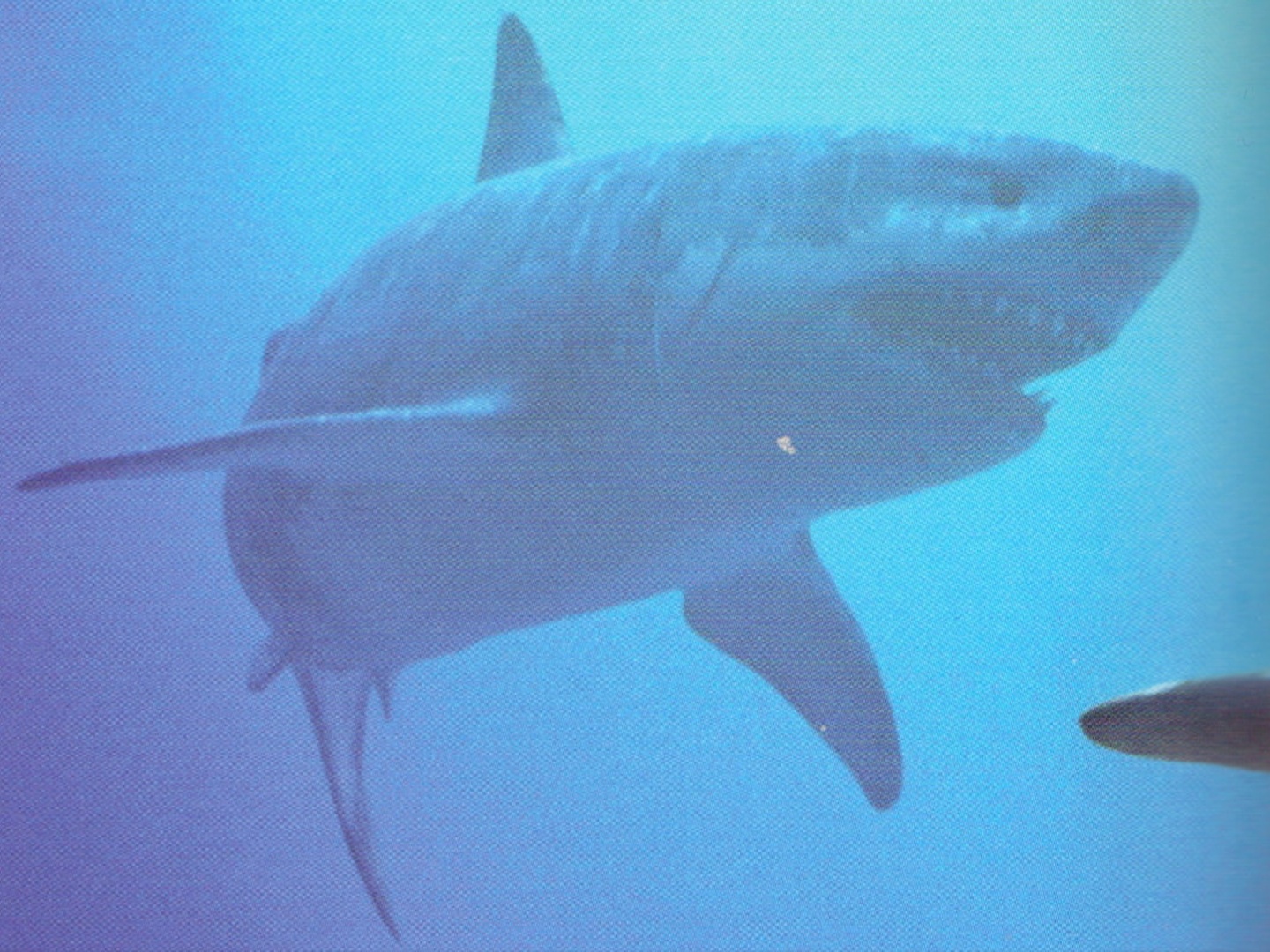 megalodon sea dinosaurs