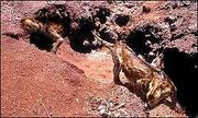 Dog-rats