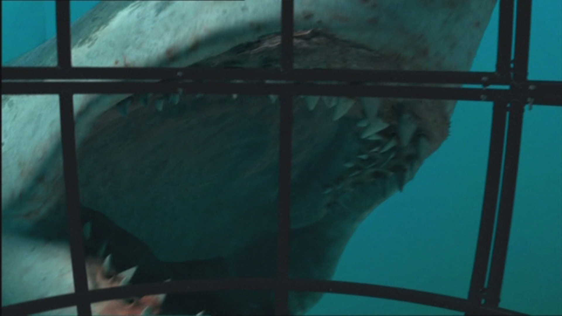 walking with dinosaurs megalodon