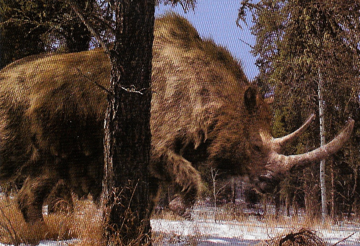 Woolly rhinoceros | Walking With Wikis | FANDOM powered by Wikia