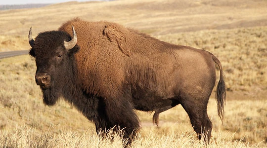 Image result for bison