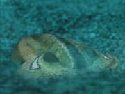 WWM1x1 Trilobite