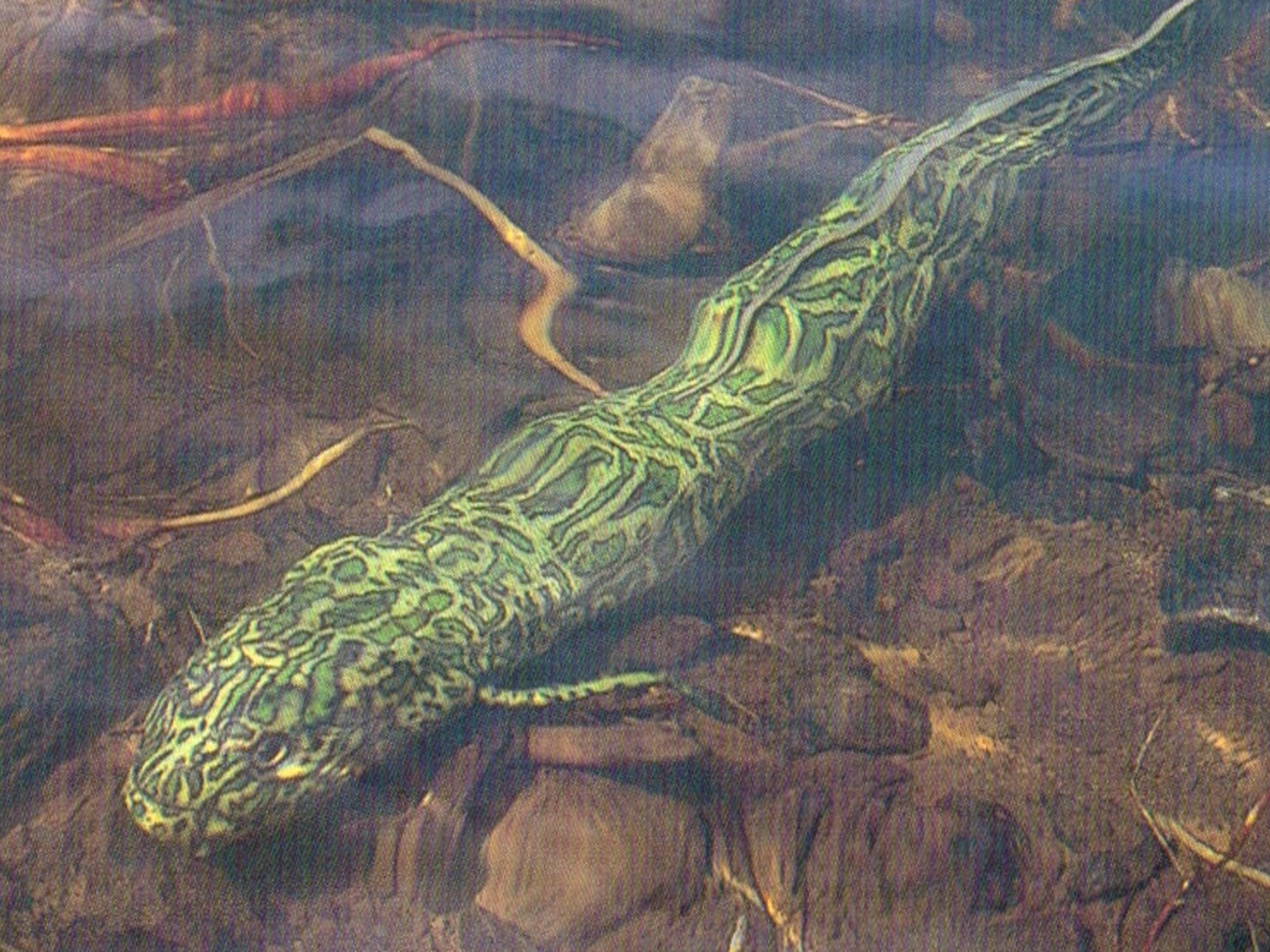 Lungfish | Walking With Wikis | FANDOM powered by Wikia