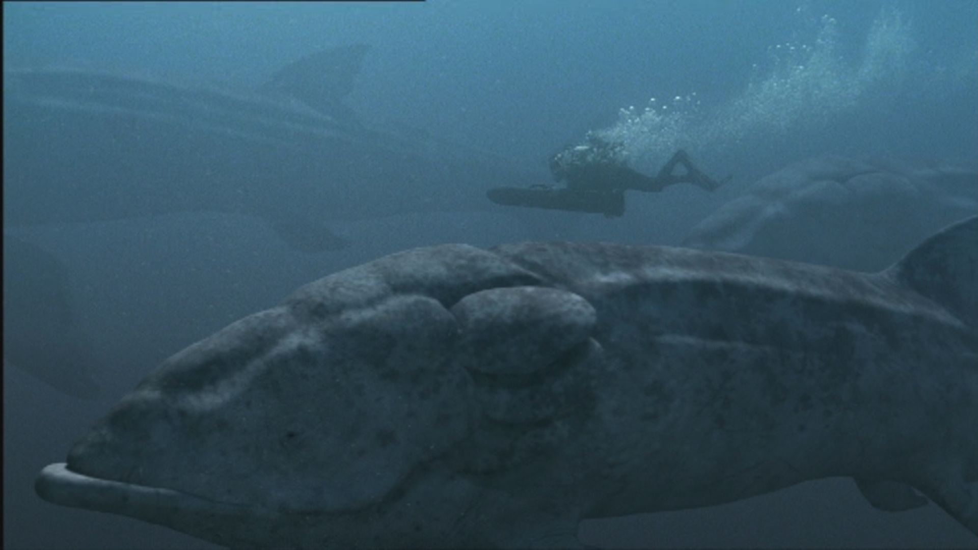 Leedsichthys | Walking With Wikis | FANDOM powered by Wikia