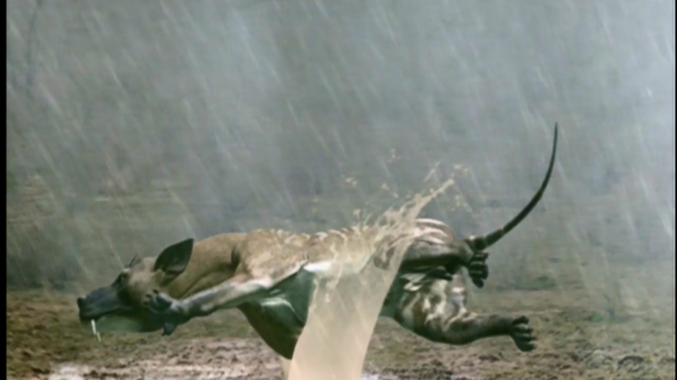 hyaenodon walking with wikis fandom powered by wikia hyaenodon size