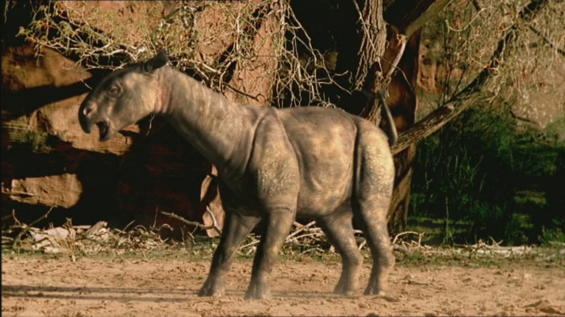 indricotherium walking with wikis fandom powered by wikia hyaenodon size