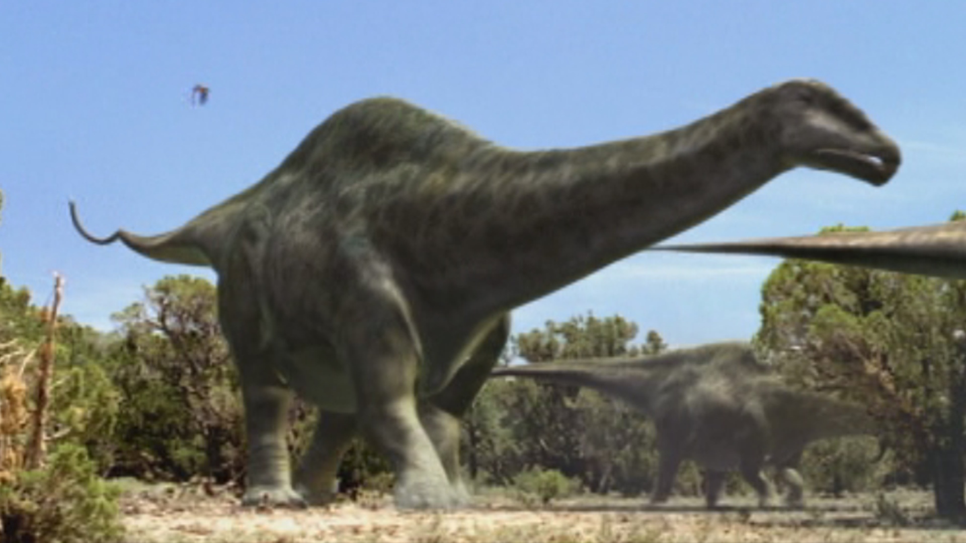 brachiosaurus brontosaurus apatosaurus diplodocus