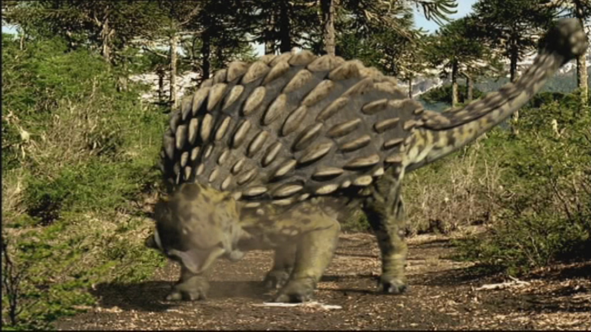 similar to ankylosaurus