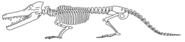 Cetacea2