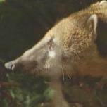 Steropodon.jpg.coati