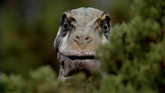 Giant of the Skies | Walking with Dinosaurs Wiki | FANDOM powered by Wikia