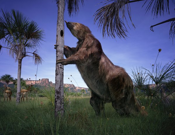 Image result for images of megatherium