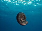 Ammonitewwd