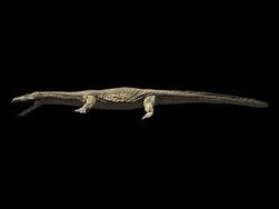 Nothosaurus