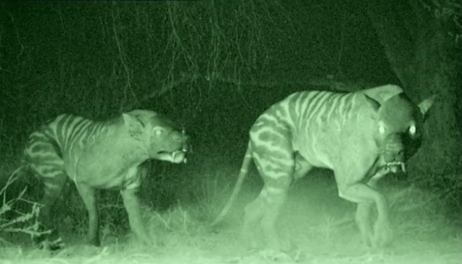 hyaenadon walking with wiki fandom powered by wikia hyaenodon size
