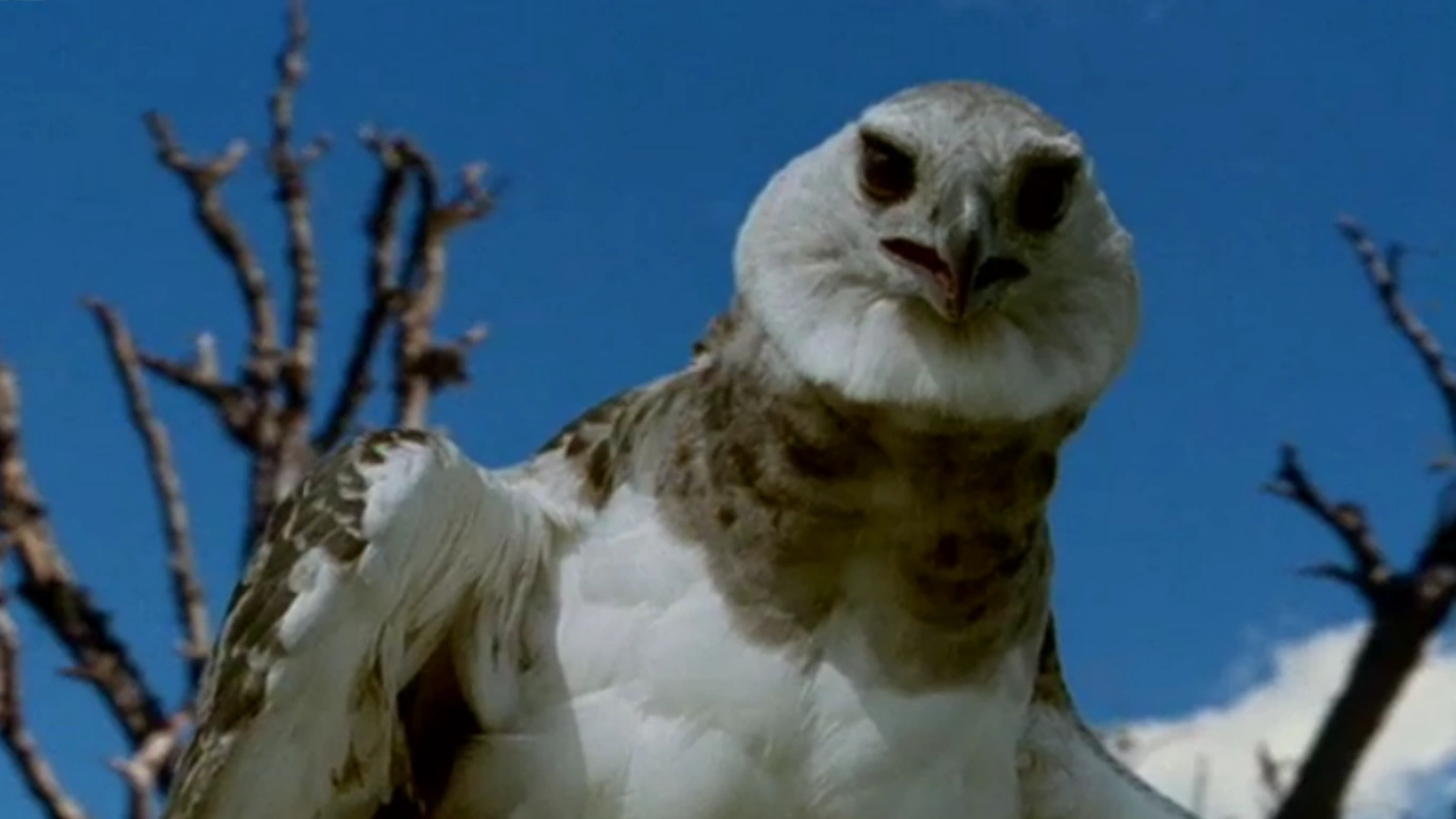 Haast's Eagle Walking with... Wiki FANDOM powered by Wikia