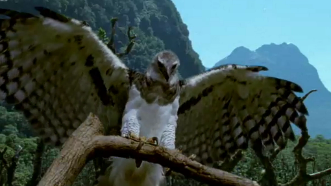 CategoryImages of Haast's Eagle Walking with... Wiki FANDOM