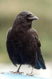 Crow