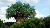 Wdw animal kingdom-tree