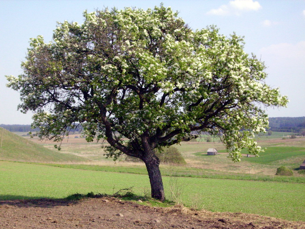 Twelve Days of Christmas Pear Tree