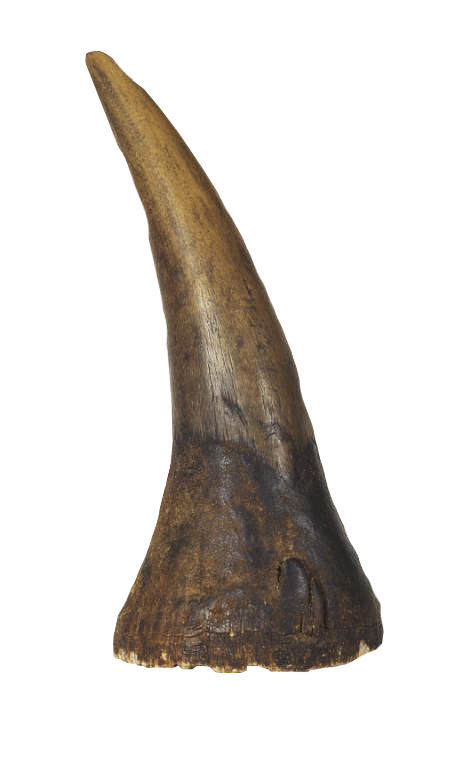 Albrecht Dürer's Rhinoceros Horn | Warehouse 13 Artifact Database Wiki