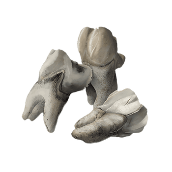 teeth warframe