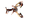 Paracyst