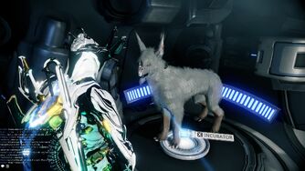 kubrow warframe wikia