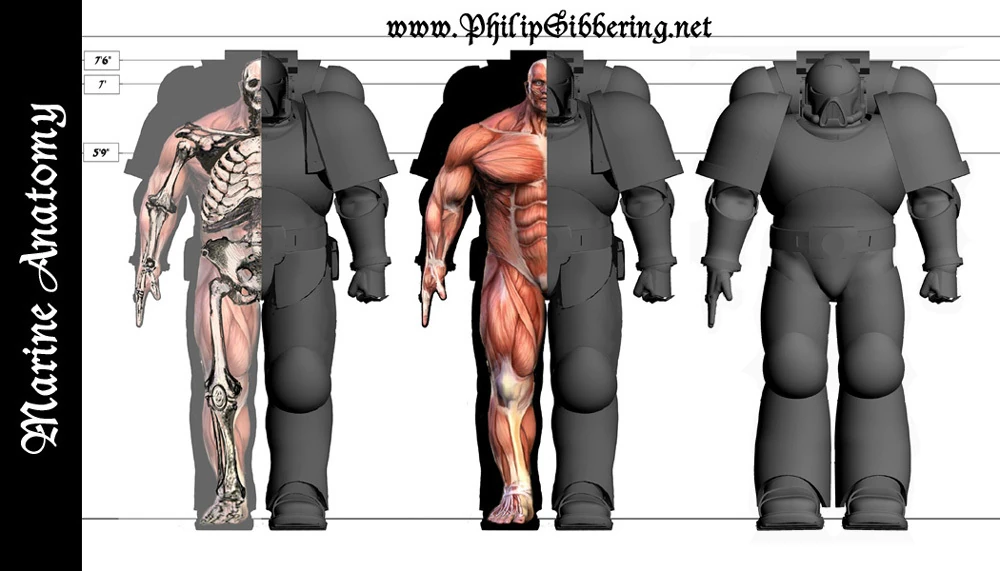 Изображение Marine Anatomy 1000x571.jpg Викиариум WarHammer 40k FANDOM powered by Wikia