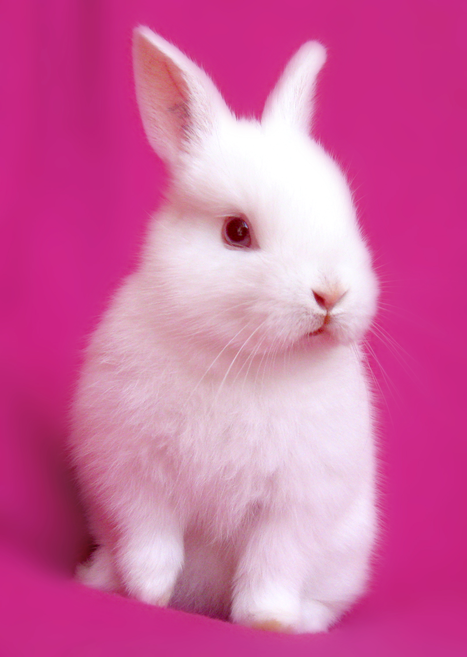 yummy pastel pink bunny