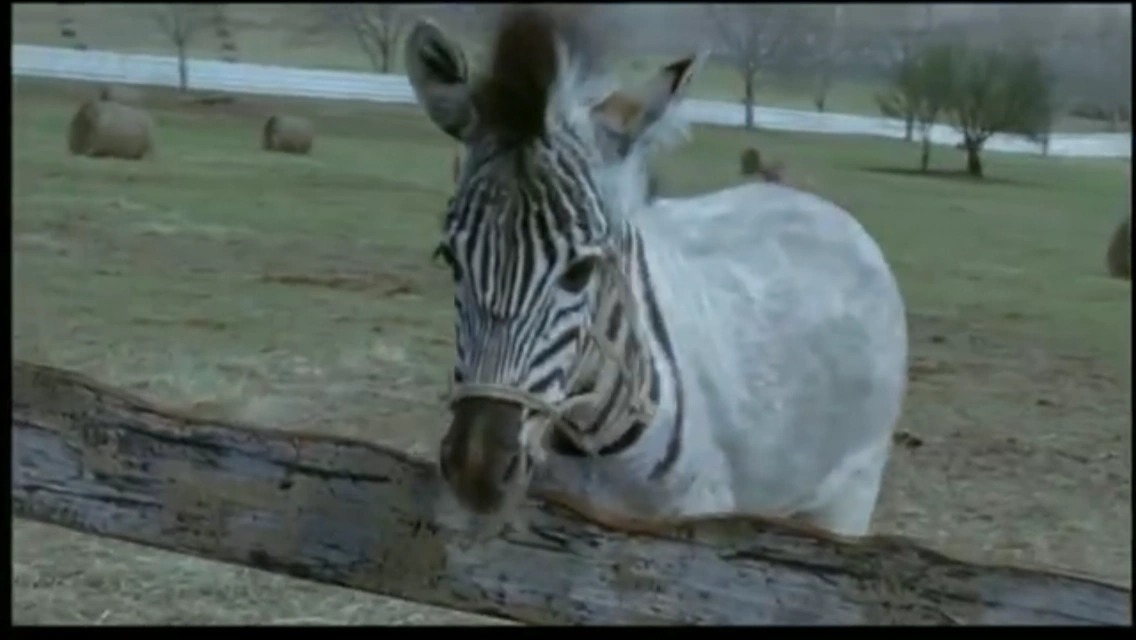 Zorse foal Warner Bros. Entertainment Wiki Fandom