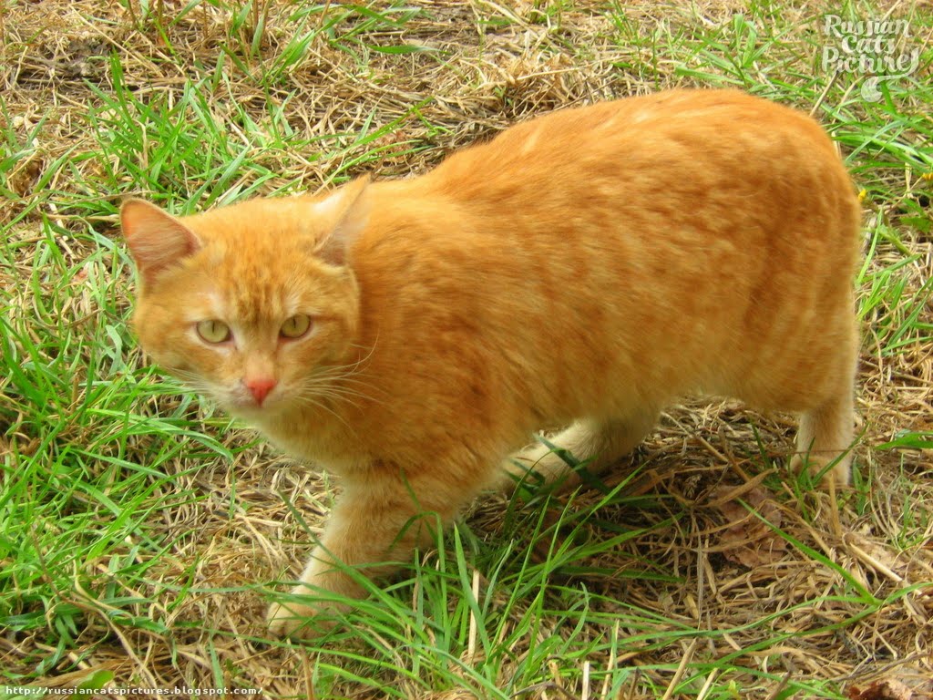 yellow tabby cat