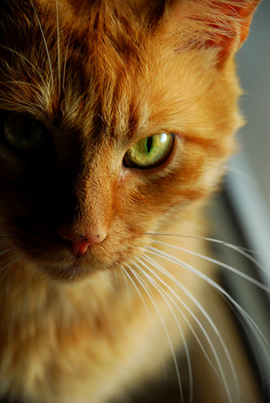 Oceanclan V 4 Joining Open Warrior Cats Forums